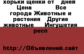 хорьки щенки от 35дней › Цена ­ 4 000 - Все города Животные и растения » Другие животные   . Ингушетия респ.